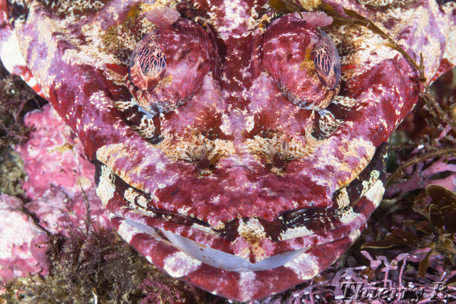 Thysanophrys cirronasus - Rock Flathead - Shark Point