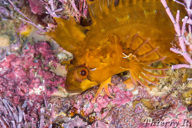 Cristiceps australis - Crested Weedfish - Shark Point