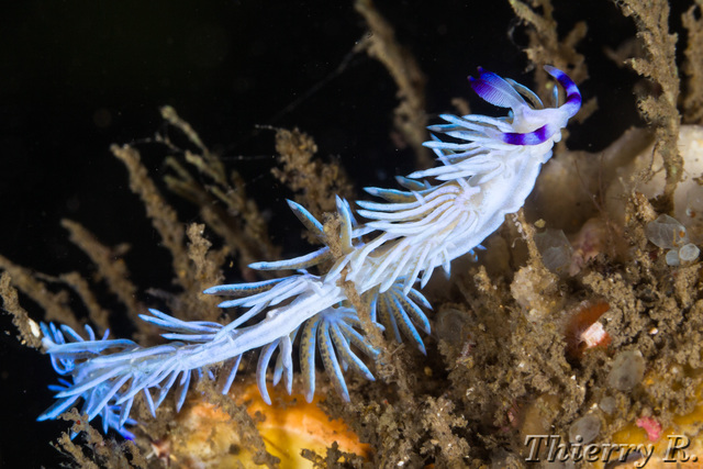 Pteraeolidia ianthina - Blue Dragon - Bare Island