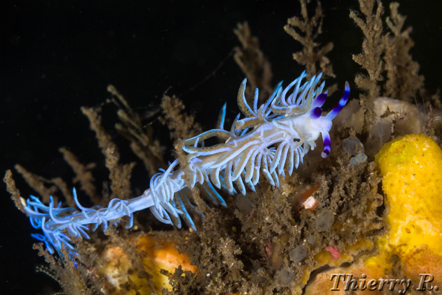 Pteraeolidia ianthina - Blue Dragon - Bare Island