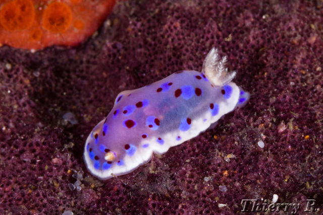 Chromodoris thompsoni - Chromodoris thompsoni - Bare Island