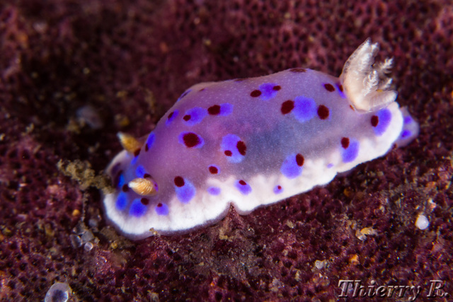 Chromodoris thompsoni - Chromodoris thompsoni - Bare Island