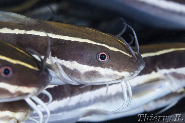 Plotosus lineatus - Striped Catfish - Bare Island
