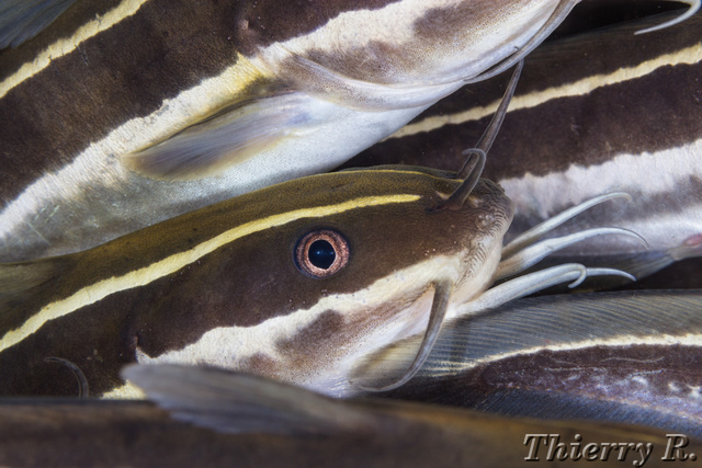 Plotosus lineatus - Striped Catfish - Bare Island