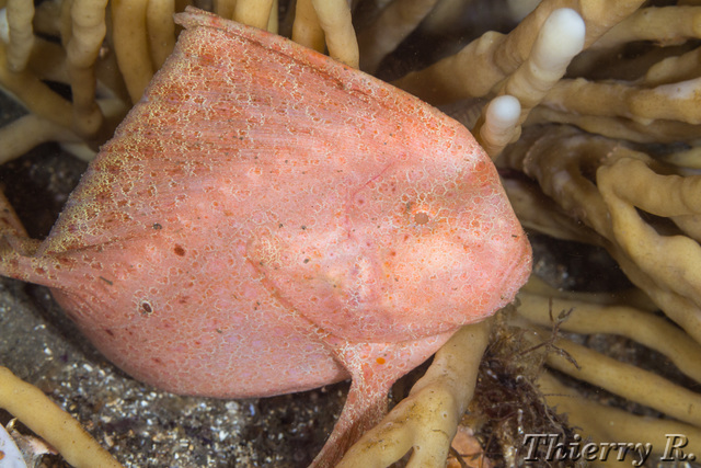 Pataecus fronto - Red Indian Fish - Bare Island