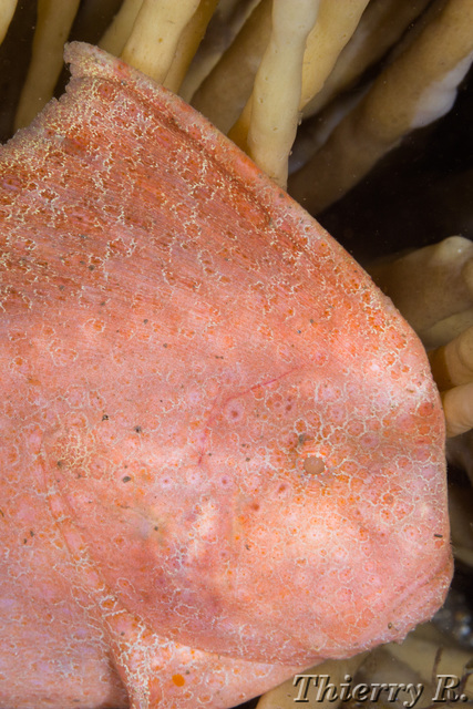 Pataecus fronto - Red Indian Fish - Bare Island