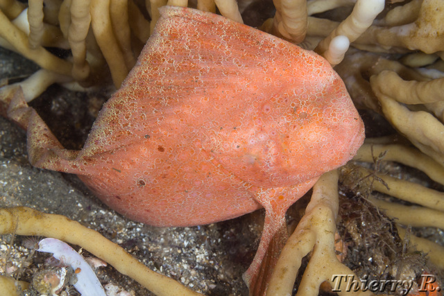 Pataecus fronto - Red Indian Fish - Bare Island