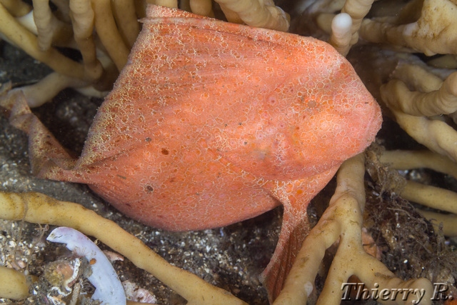 Pataecus fronto - Red Indian Fish - Bare Island