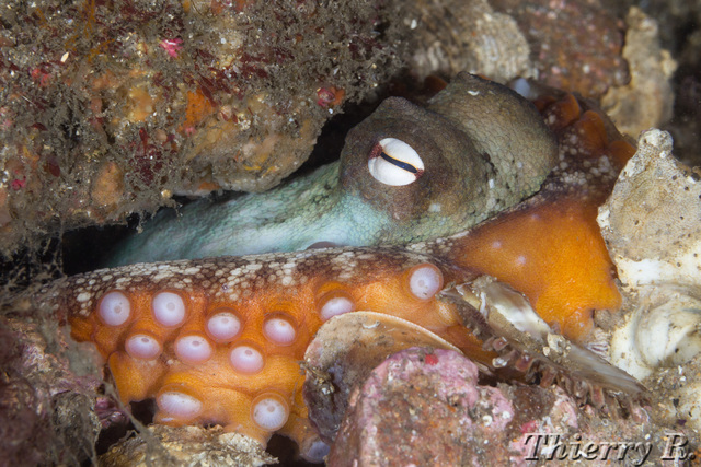 Octopus tetricus - Sydney Octopus - Bare Island