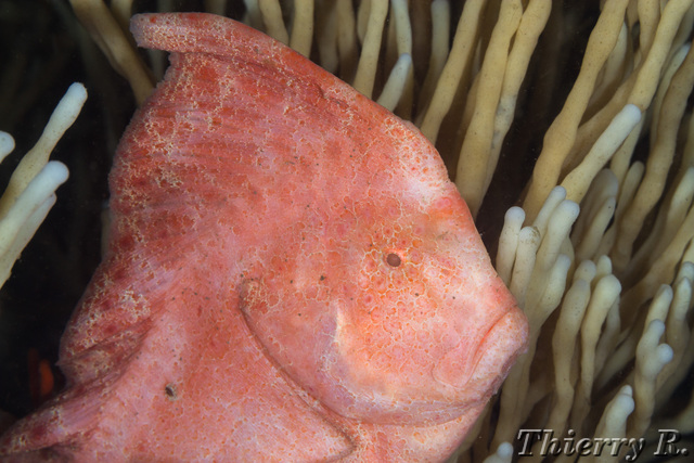 Pataecus fronto - Red Indian Fish - Bare Island