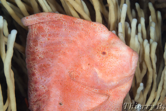 Pataecus fronto - Red Indian Fish - Bare Island