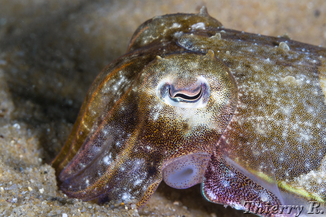 Sepia plangon - Mourning Cuttlefish - Camp Cove