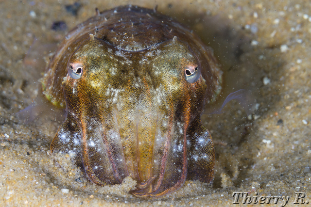 Sepia plangon - Mourning Cuttlefish - Camp Cove