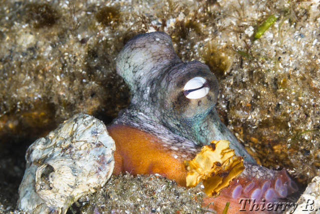 Octopus tetricus - Sydney Octopus - Camp Cove