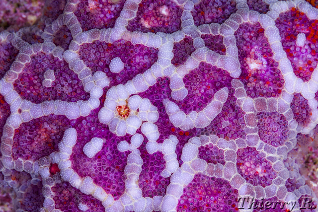 Plectaster decanus - Mosaic Seastar - Little Bay