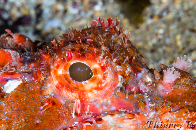 Scorpaena cardinalis - Red Rock Cod - Little Bay