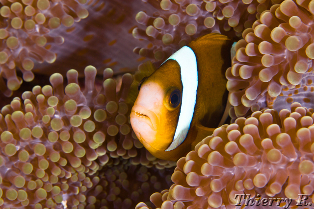 Amphiprion clarkii - Clarks Anemonefish - Lighthouse Bommie
