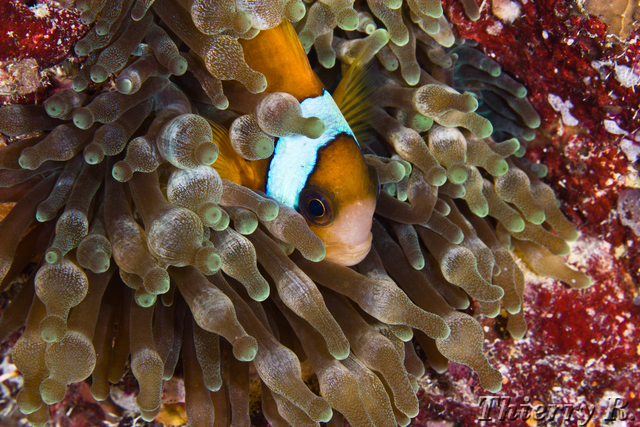 Amphiprion clarkii - Clarks Anemonefish - Lighthouse Bommie