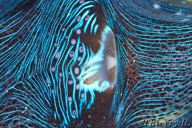 Tridacna squamosa - Giant Clam Squamosa - Flare Point