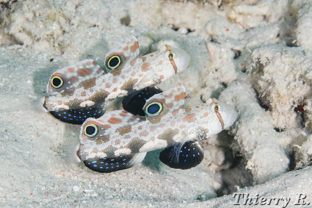 Signigobius biocellatus - Signal Goby - Flare Point