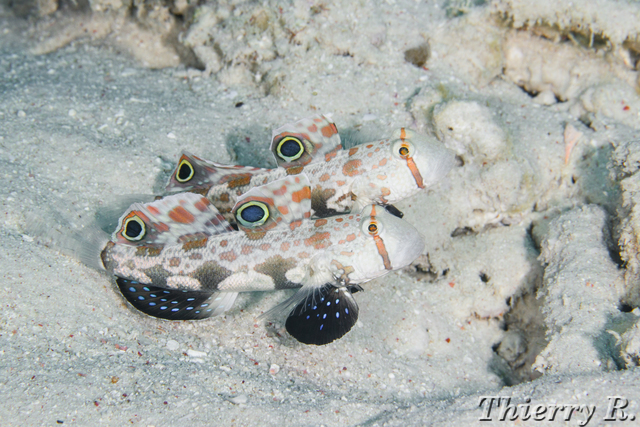 Signigobius biocellatus - Signal Goby - Flare Point