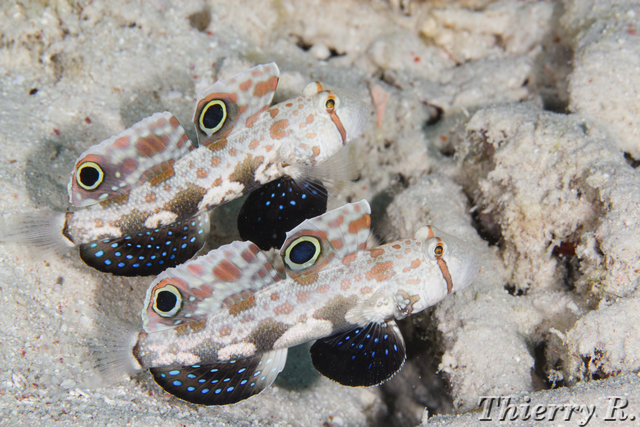 Signigobius biocellatus - Signal Goby - Flare Point