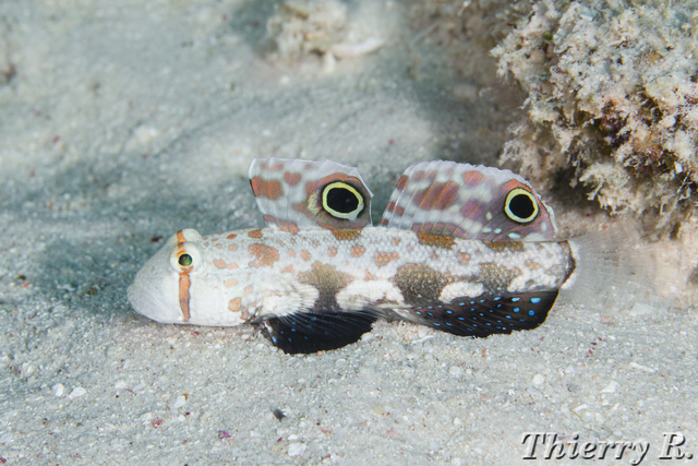 Signigobius biocellatus - Signal Goby - Flare Point