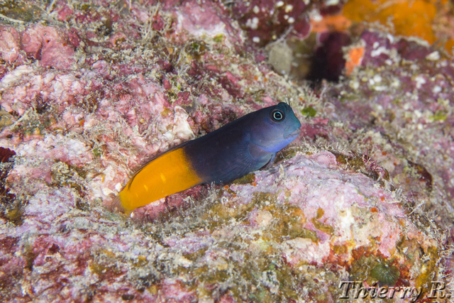 Ecsenius bicolor - Bicolor Blenny - Flare Point
