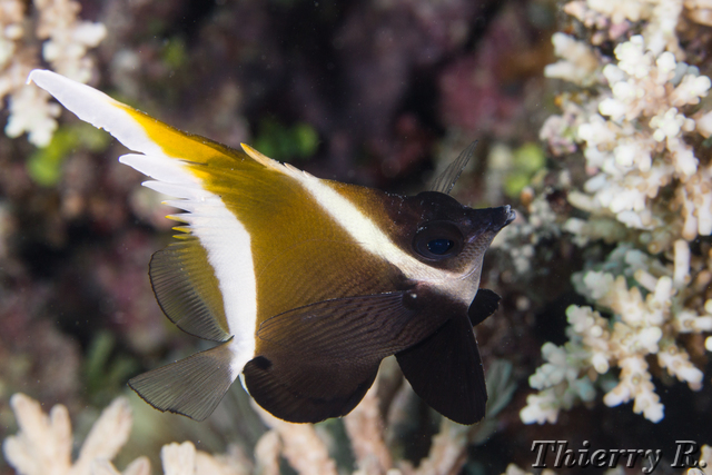 Heniochus varius - Horned Bannerfish - Flare Point