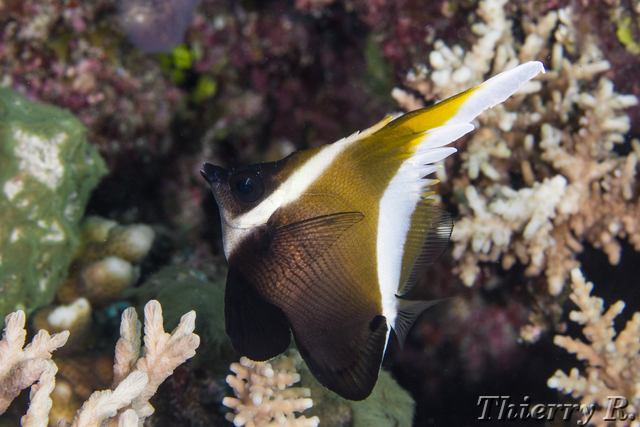 Heniochus varius - Horned Bannerfish - Flare Point