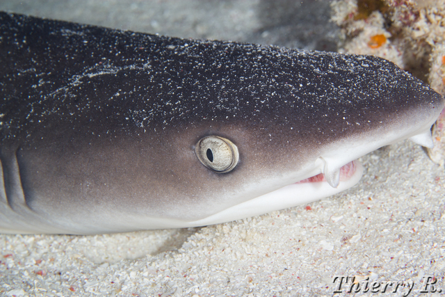 Triaenodon obesus - Whitetip Reef Shark - Flare Point