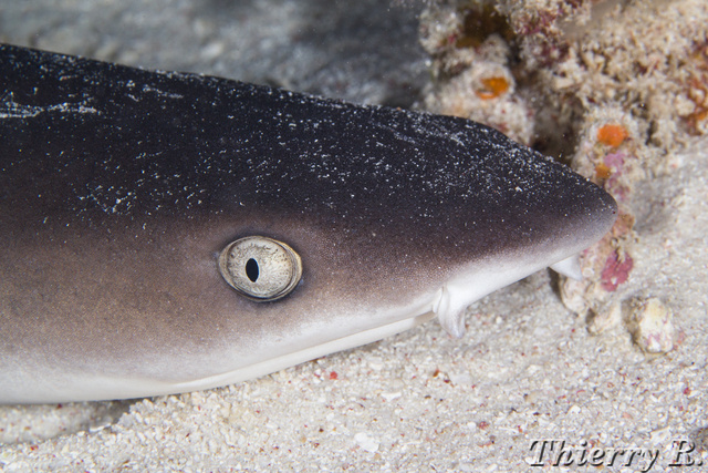 Triaenodon obesus - Whitetip Reef Shark - Flare Point