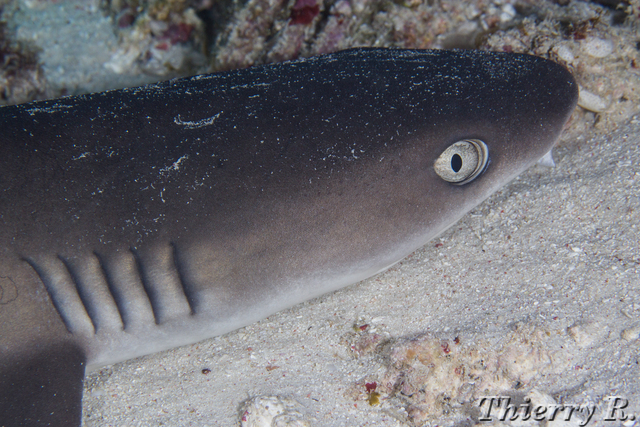 Triaenodon obesus - Whitetip Reef Shark - Flare Point