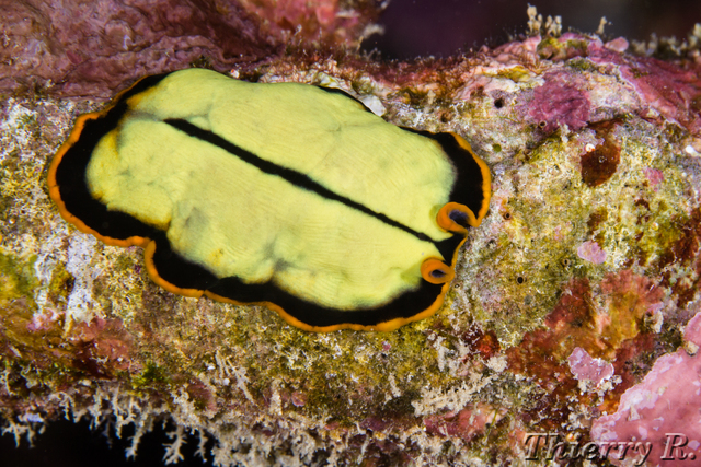 Pseudoceros dimidiatus - Divided Flatworm - Flare Point