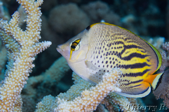 Chaetodon pelewensis - Dot Dash Butterflyfish - Flare Point