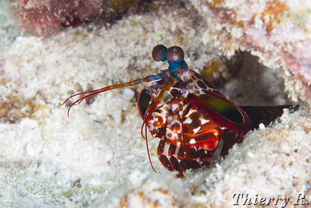 Odontodactylus scyllarus - Mantis Shrimp - Flare Point - rw-120912-2818.jpg rw-120912-2818.jpg