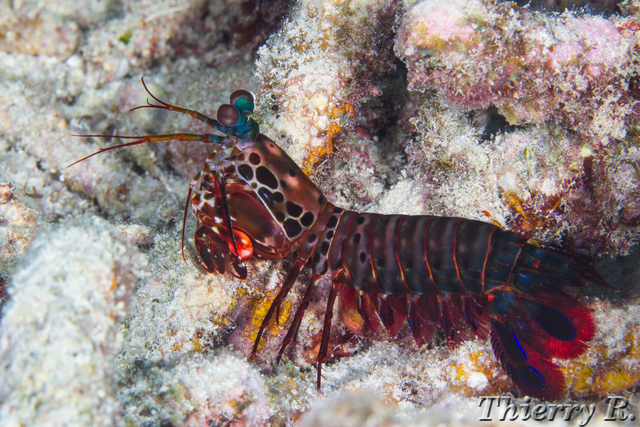 Odontodactylus scyllarus - Mantis Shrimp - Flare Point