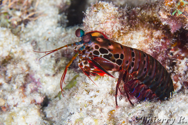Odontodactylus scyllarus - Mantis Shrimp - Flare Point - rw-120912-2826.jpg rw-120912-2826.jpg