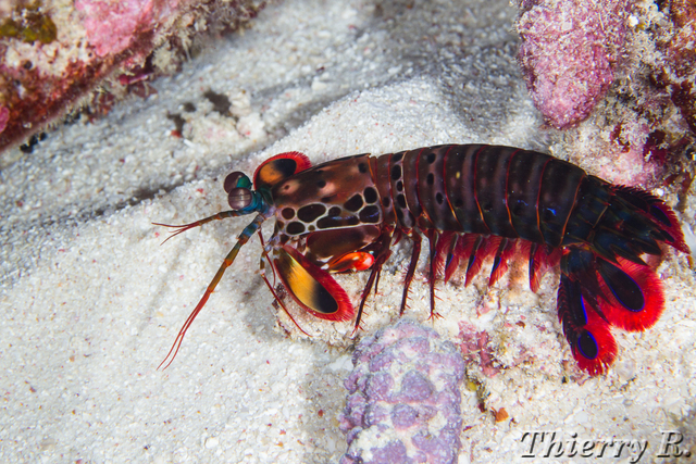 Odontodactylus scyllarus - Mantis Shrimp - Flare Point