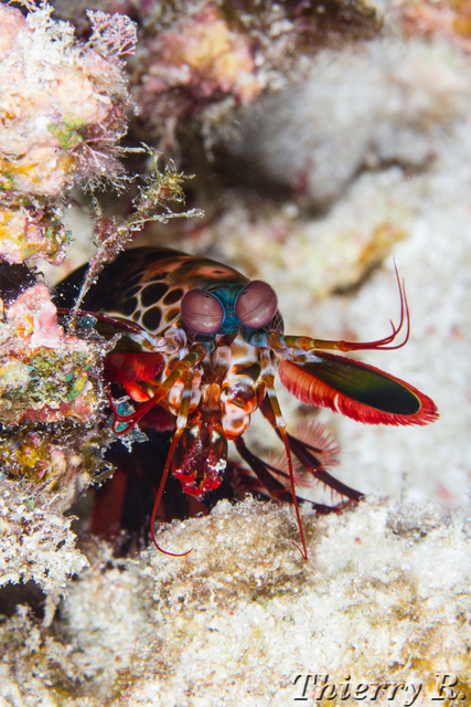Odontodactylus scyllarus - Mantis Shrimp - Flare Point