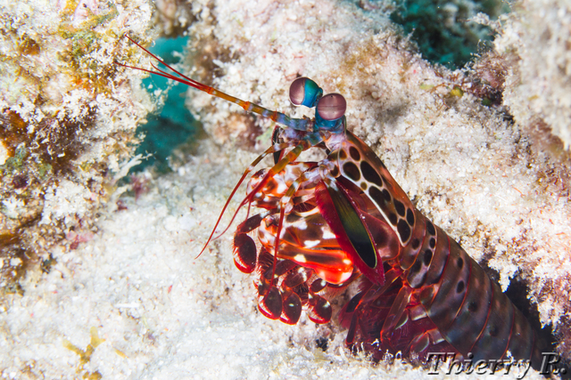 Odontodactylus scyllarus - Mantis Shrimp - Flare Point - rw-120912-2842.jpg rw-120912-2842.jpg