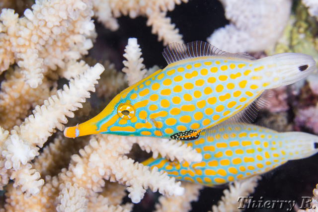 Oxymonacanthus longirostris - Beaked Leatherjacket - Flare Point