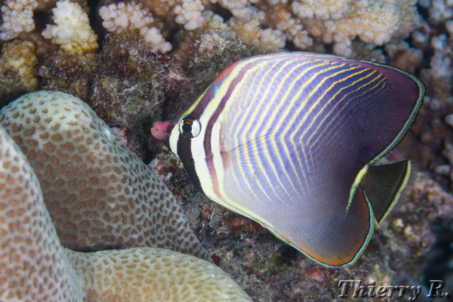 Chaetodon triangulum - Triangular Butterflyfish - Flare Point