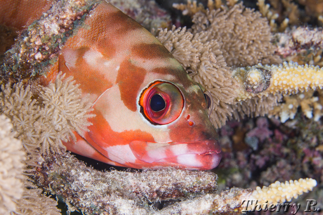 Epinephelus fasciatus - Blacktip Grouper - Flare Point