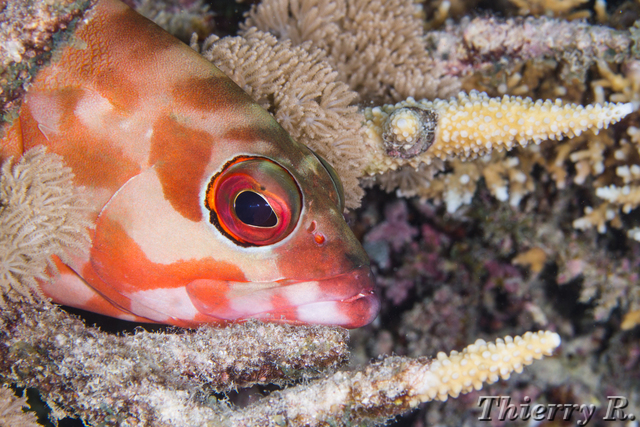 Epinephelus fasciatus - Blacktip Grouper - Flare Point