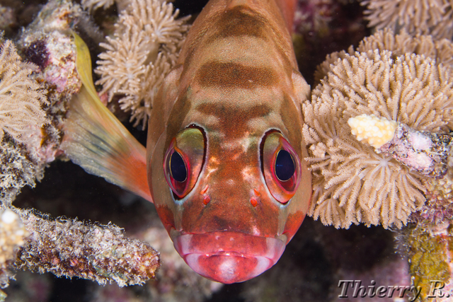 Epinephelus fasciatus - Blacktip Grouper - Flare Point