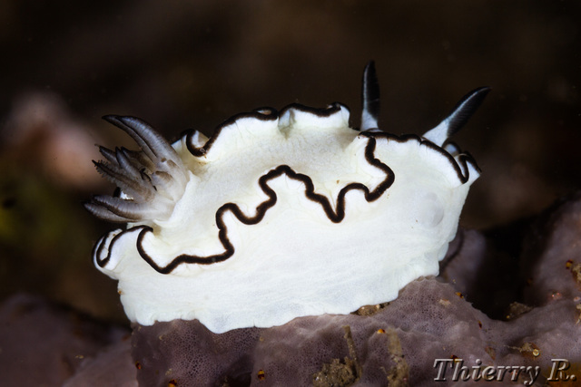 Glossodoris atromarginata - Black Margined Glossodoris - Bare Is