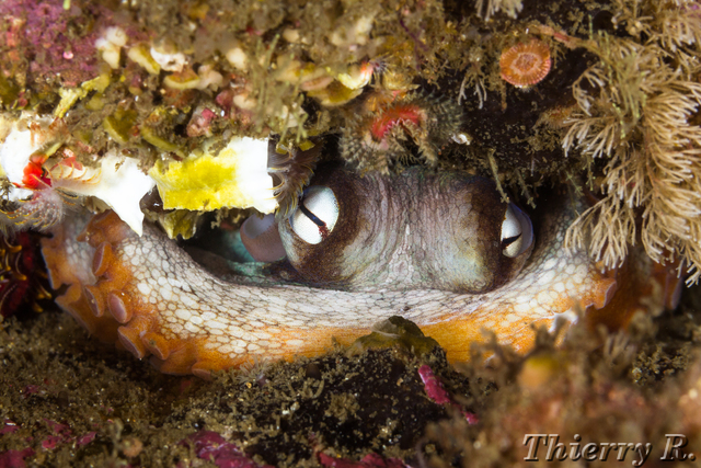 Octopus tetricus - Sydney Octopus - Shark Point
