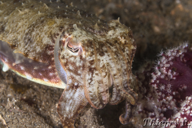 Sepia plangon - Mourning Cuttlefish - Pipeline