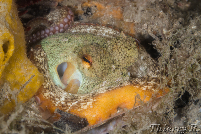 Octopus tetricus - Sydney Octopus - Pipeline